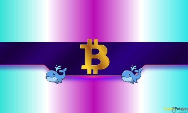鲸鱼仅用两天就购买了 20,000 个 BTC：比特币价格将如何反应？