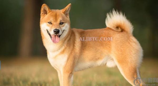 Bitwise修改文件，现货DOGE ETF即将上市