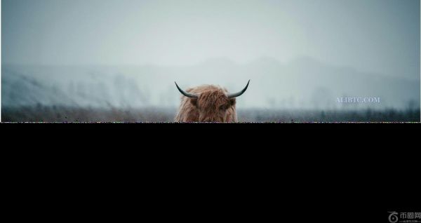 比特币价格持续下跌，多头正在考虑不同的企业财务策略